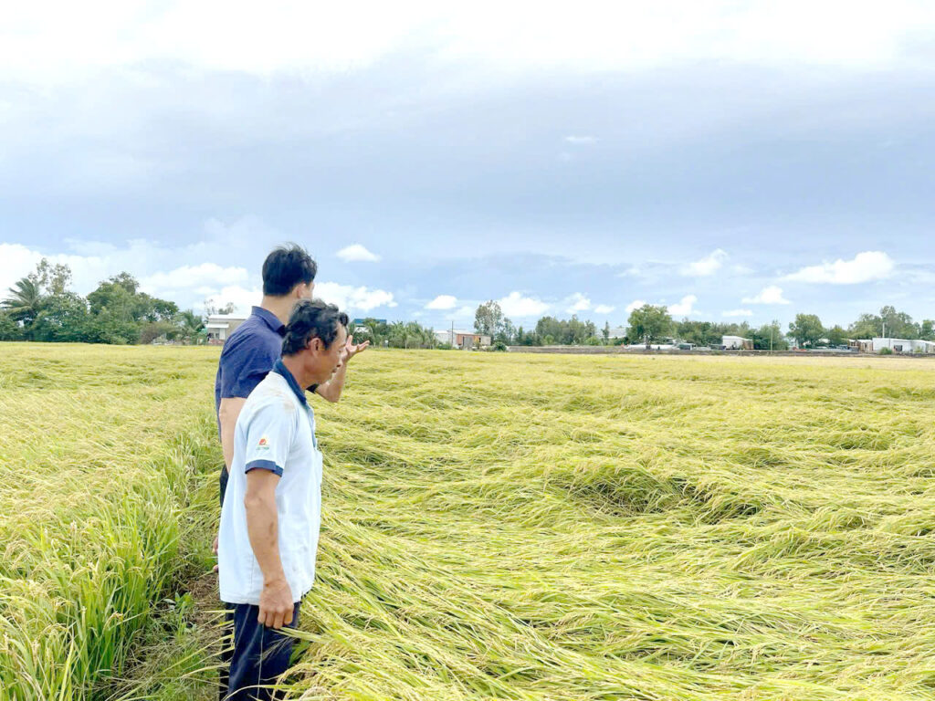 Diện tích canh tác 12,5ha của hộ nông dân nhà anh Phường ở xã Mỹ Hiệp Sơn, huyện Hòn Đất, tỉnh Kiên Giang, liên kết trồng theo quy trình kỹ thuật, phân bón và thuốc bảo vệ thực vật của Tập đoàn Lộc Trời để đáp ứng tiêu chuẩn Châu u. 